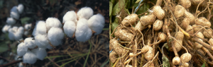 Cotton and Peanut Crop