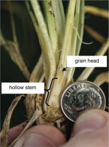 Wheat First Hollow Stem dime