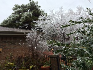 2015-11-28.Ice Storm.Frozen shrub and trees