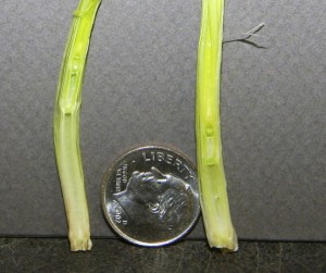 2016-02-02.No 02.Ag Blog.first-hollow-stem-stage-of-wheat