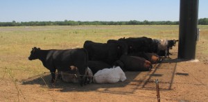 Cattle in sign shade close up - small file