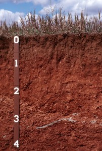 Soil profile grass surface