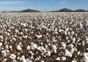 2016-11-04.Cotton defoliated and Quartz Mts.