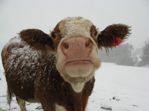 2016-12-17.Cow in snow.face