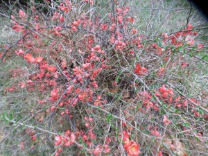 Flowering Quince.Sharon Beasley.Feb 20 2017