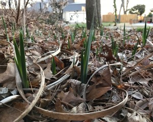 Iris emerge from mulch.Feb 21 2017