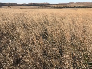 2017-03-30.Dead tall grass.Wichita Refuge