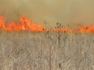 AgBlog.Fire and dead grass.Kathy Larson and Joe Coffey.The Cayenne Room.Oregon (1)