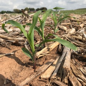 2017-04-12.AgBlog.No 03.Corn.young plant row.Chickasha.April 12 2017