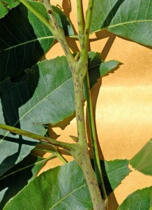 2011-06-21.Pecan Scab.stem.William Reid.Northern Pecans