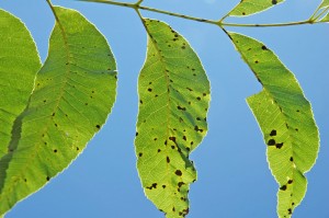 2011-06-21.Pecan scab.leaf.stem.William Reid.Northern Pecans