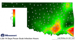 2017-05-30.pecanscab_14day