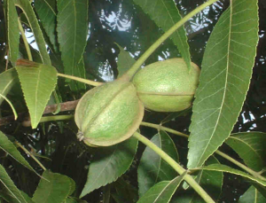 Pecan leaves and nuts crop