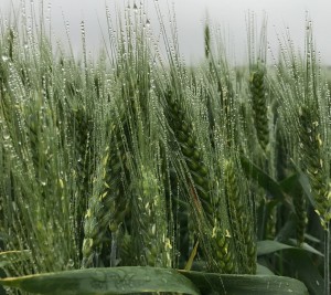 Wheat dew on heads(2)